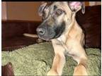 Adopt Sutter a German Shepherd Dog, Black Labrador Retriever
