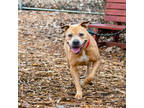 Adopt Baby a Tan/Yellow/Fawn American Pit Bull Terrier / Mixed dog in Ann Arbor