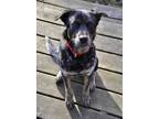 Adopt Percy a Gray/Blue/Silver/Salt & Pepper Australian Cattle Dog / Mixed dog