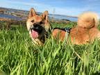 Adopt Genki a Tan/Yellow/Fawn Shiba Inu / Mixed dog in Sunnyvale, CA (36976678)