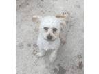 Adopt Mopsy a Tricolor (Tan/Brown & Black & White) Miniature Poodle dog in