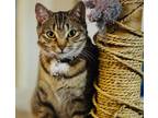Adopt Daisy a Gray, Blue or Silver Tabby Domestic Shorthair (short coat) cat in