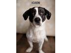 Adopt Houndini a White - with Gray or Silver Basset Hound dog in Littleton