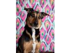 Adopt Sasha a German Shepherd Dog dog in Littleton, CO (36975373)