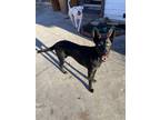 Adopt Shadow a Black German Shepherd Dog / Belgian Malinois / Mixed dog in San