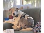 Adopt Indiana Jones a Merle Australian Shepherd / Mixed dog in Hurlock