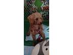 Adopt Benny a Red/Golden/Orange/Chestnut Toy Poodle / Mixed dog in Cuyahoga
