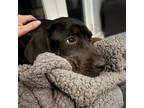 Adopt Goose a Black Hound (Unknown Type) / Rottweiler / Mixed dog in Chatham