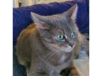 Adopt Sally a Gray, Blue or Silver Tabby Korat / Mixed (short coat) cat in