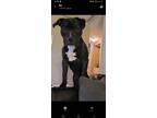 Adopt Archer a Black - with White American Pit Bull Terrier / Westie