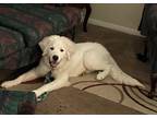 Adopt Bear a White Great Pyrenees / Mixed dog in Huntsville, AL (36959563)
