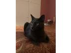 Adopt Stormi a Gray or Blue (Mostly) Russian Blue / Mixed (short coat) cat in