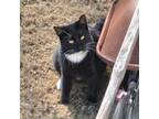 Adopt Jimmy a Black (Mostly) American Shorthair / Mixed (short coat) cat in