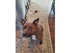 Adopt Rosa a Brindle - with White American Staffordshire Terrier / Boxer / Mixed