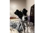Adopt Jackson a White - with Black Jack Russell Terrier dog in Jurupa Valley