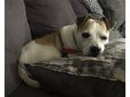 Adopt Lily a Brindle - with White Jack Russell Terrier / Mixed Breed (Small) /