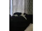 Adopt Chloe a Black & White or Tuxedo Domestic Shorthair (medium coat) cat in
