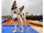 Adopt COLT* a White - with Black Husky / Akita / Mixed dog in Santa Cruz