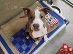 Adopt LADYBUG a Brown/Chocolate - with White American Pit Bull Terrier / Mixed
