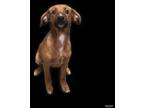 Adopt Charlie a Brown/Chocolate Australian Shepherd / Coonhound / Mixed dog in