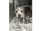 Adopt ROBERTA a Brindle - with White American Staffordshire Terrier / Mixed dog