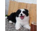 Border Collie Puppy for sale in Stamford, CT, USA