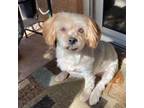 Adopt Jesse a Shih Tzu, Yorkshire Terrier
