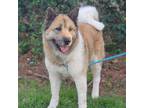 Adopt Lulu a Red/Golden/Orange/Chestnut - with White Akita / Mixed dog in