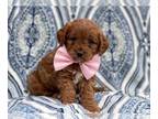 Cavapoo PUPPY FOR SALE ADN-531439 - Chester