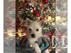 West Highland White Terrier PUPPY FOR SALE ADN-531408 - Westie puppies