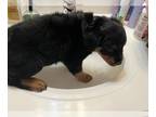 Rottweiler PUPPY FOR SALE ADN-531238 - 2 Female Rotties