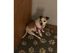 Adopt Lily a Jack Russell Terrier, Mixed Breed