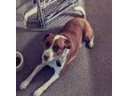Adopt Rocco a Boxer, Beagle