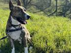Adopt Troy a Cattle Dog, American Staffordshire Terrier