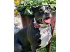 Adopt Foxy a Staffordshire Bull Terrier