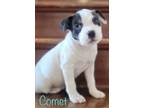 Adopt Comet a Husky, Pit Bull Terrier
