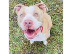 Adopt Duke 23596 a Pit Bull Terrier