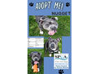 Adopt Nugget a Gray/Blue/Silver/Salt & Pepper American Pit Bull Terrier / Mixed