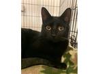 Adopt Lucy a All Black Domestic Shorthair / Mixed (short coat) cat in Amarillo