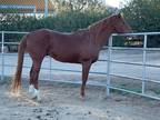 Retiring from breeding great stallion for sale