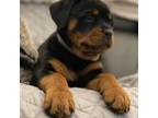 Rottweiler Puppy for sale in Kent, WA, USA