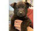 Adopt Seneca a Black German Shepherd Dog / Golden Retriever dog in Pleasant