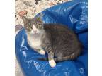 Adopt Amity a Domestic Shorthair / Mixed (short coat) cat in Duncan