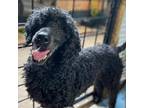 Adopt Legend a Poodle (Miniature) / Mixed dog in San Pablo, CA (36985711)