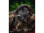 Adopt Xena a German Shepherd Dog, Mastiff