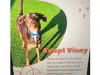 Adopt Vinny (Courtesy post) a Brown/Chocolate - with Tan Doberman Pinscher /