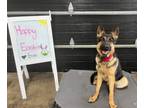 Adopt Enzo- Graduated from a 6 week board and train! a German Shepherd Dog
