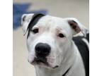 Adopt Moo Moo Meadows a Pit Bull Terrier, American Staffordshire Terrier