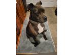 Adopt Rocky Dogg a Brown/Chocolate American Staffordshire Terrier / Boxer /