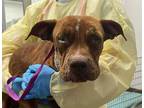 Adopt HOLLY* a Red/Golden/Orange/Chestnut - with White Bull Terrier / Boxer /